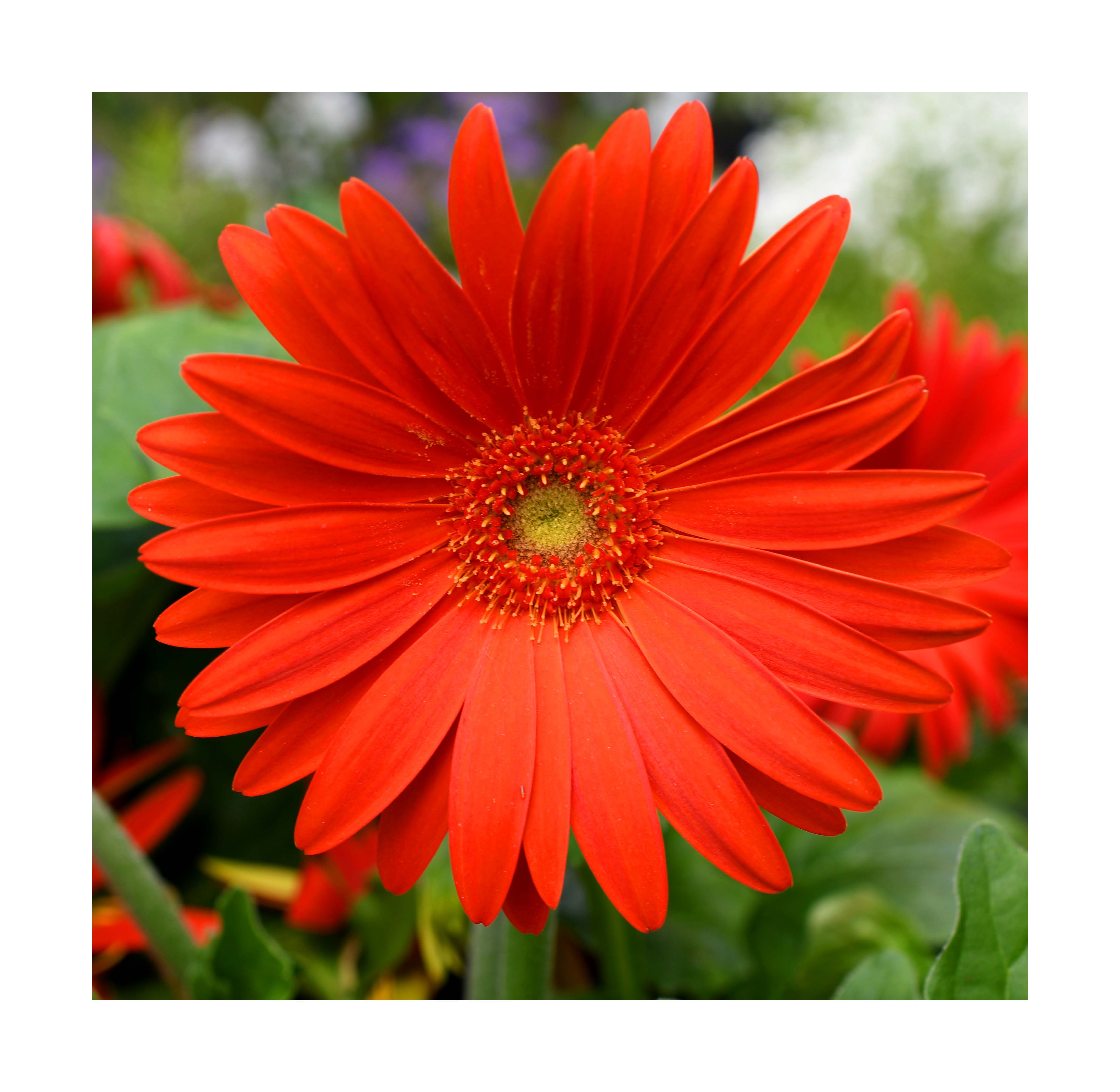 flower3